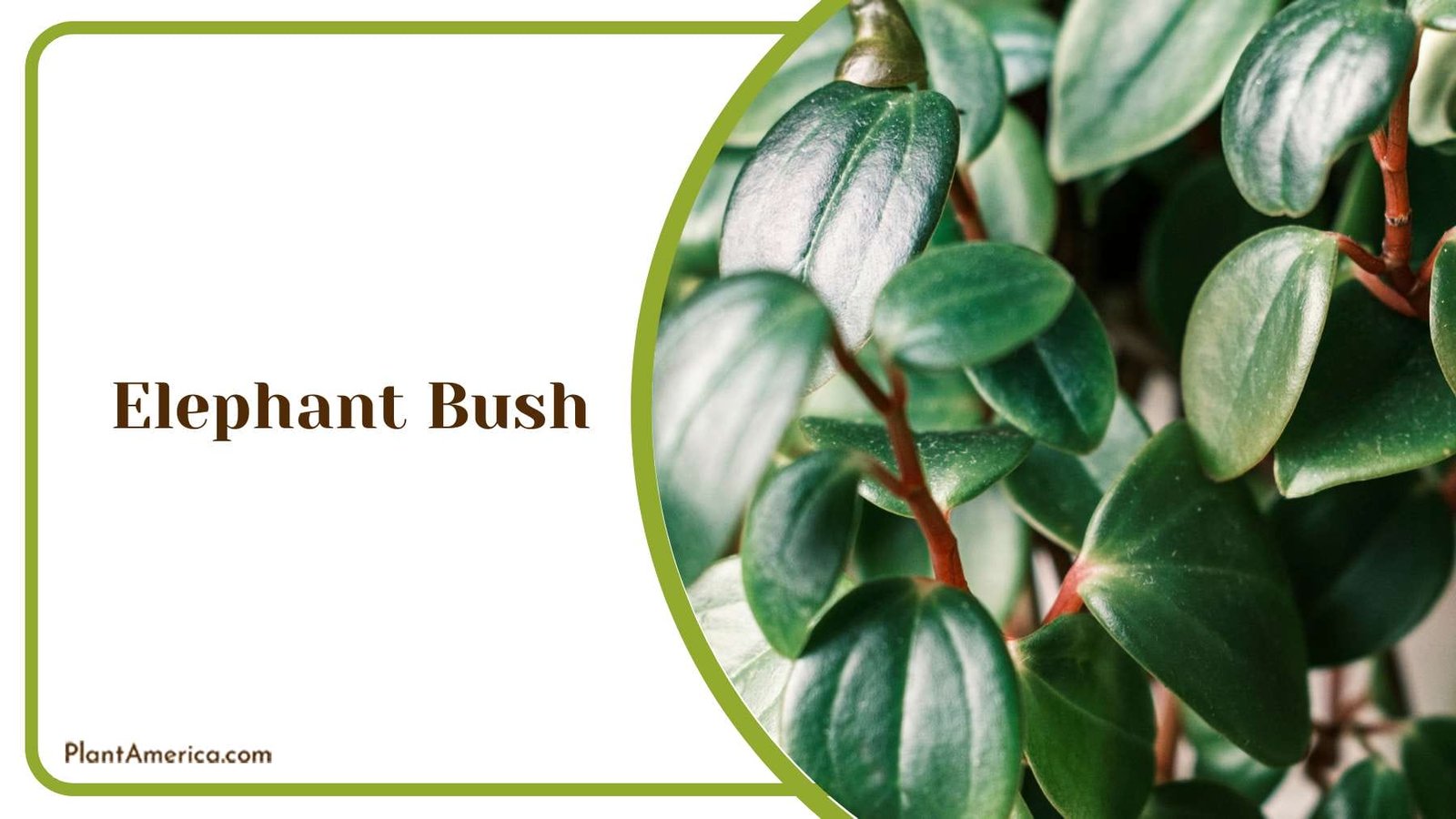 Succulent Elephant Bush Plant America