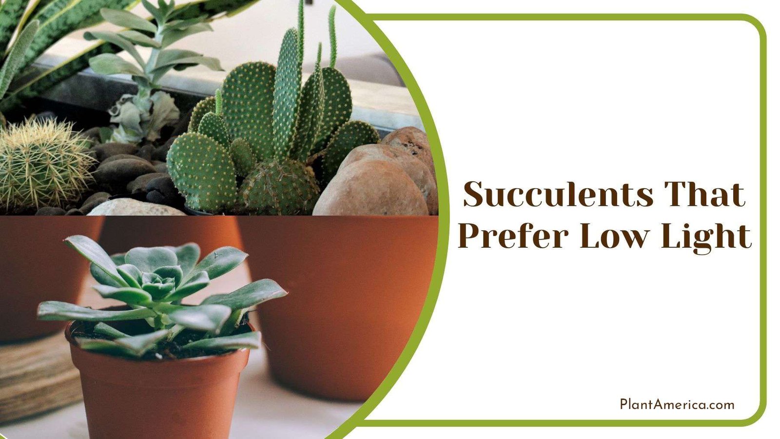 Succulents in Low Light Plant America Succulents in Low Light Plant America