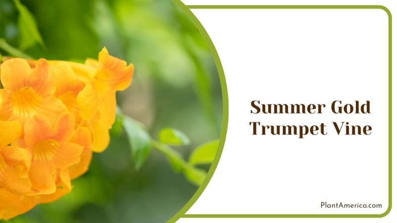 Summer Gold Trumpet Vine Plant America
