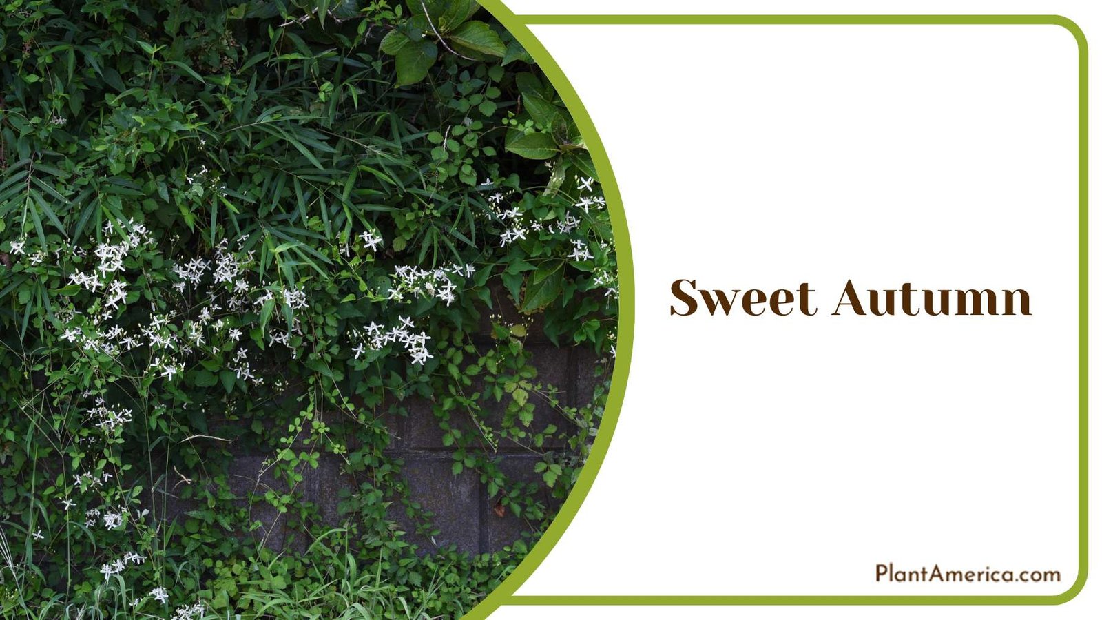 Sweet Autumn Clematis Plant America