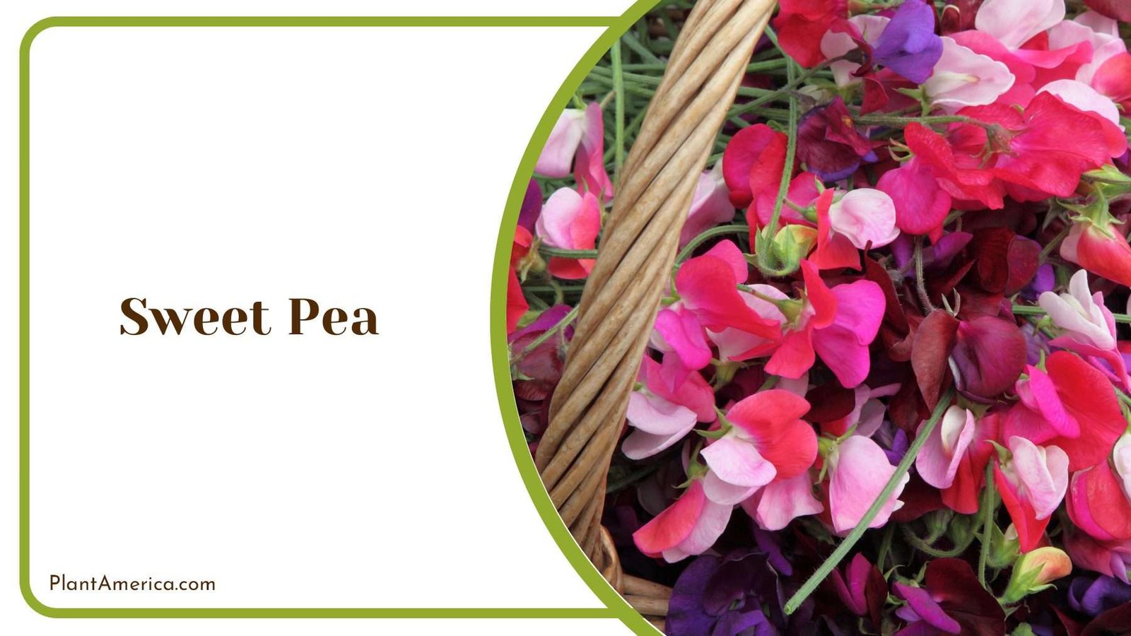 Sweet Pea Colorful Plant America