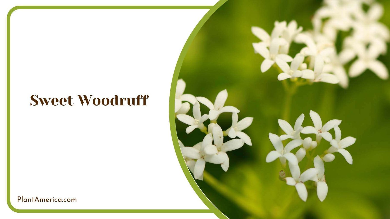 Sweet Woodruff Ground Cover Plant America