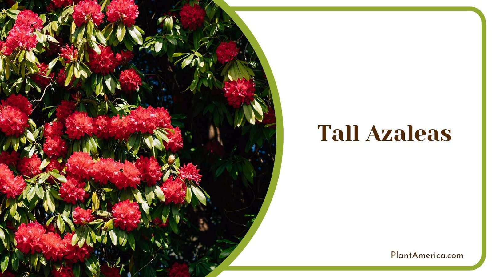Tall Azaleas With Clusters Of Red Plant America