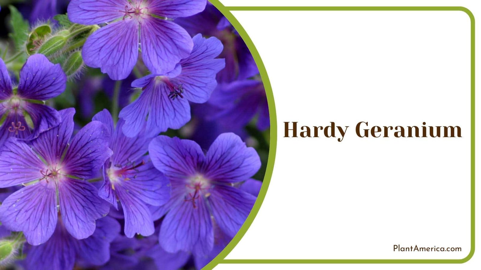 The Beauty Of Colorful Hardy Geranium Plant America