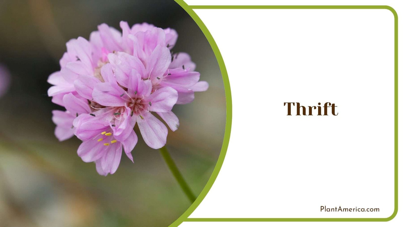 Thrift Charm Your Garden Plant America