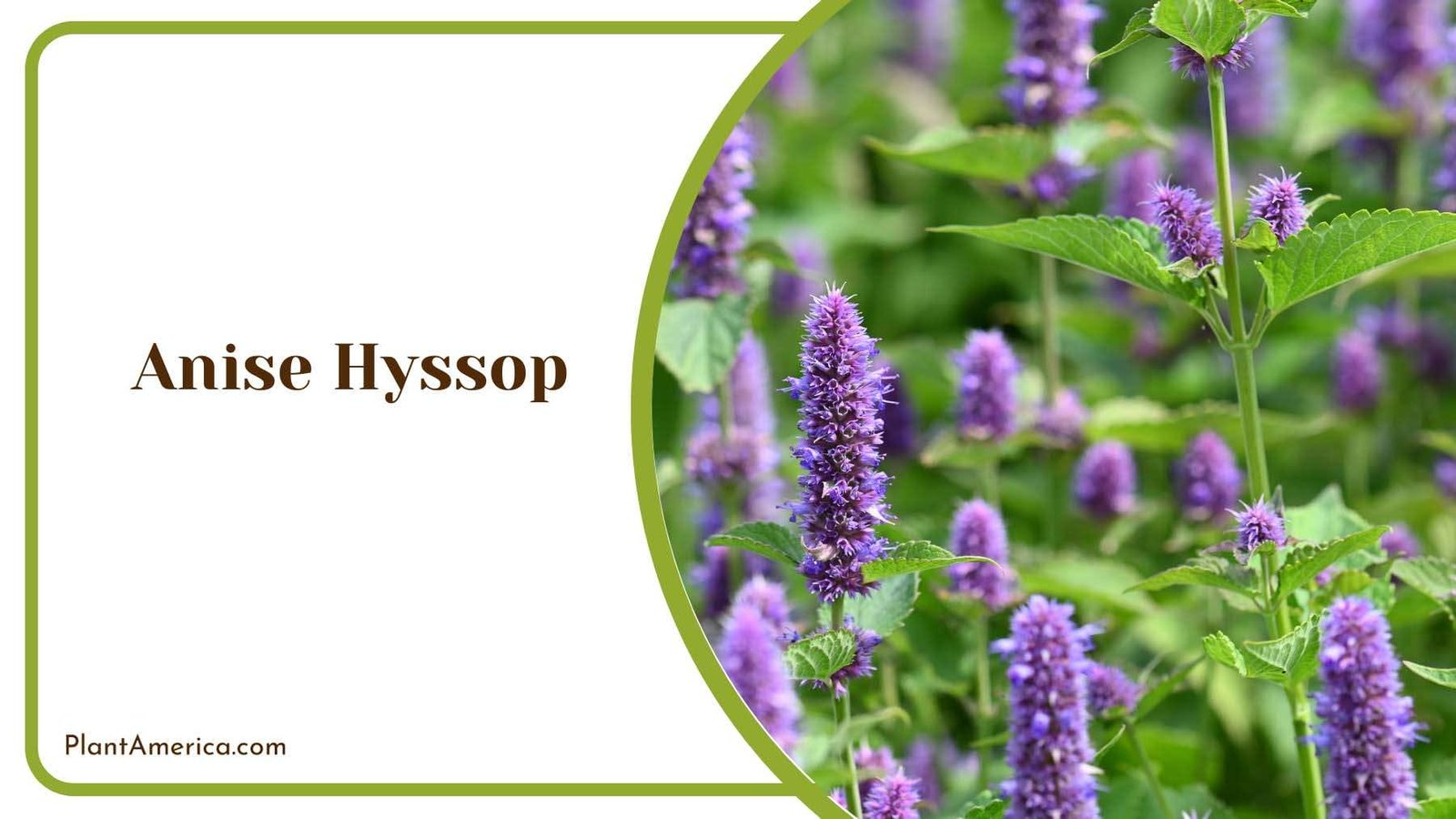 Tiny Anise Hyssop Flowers Plant America