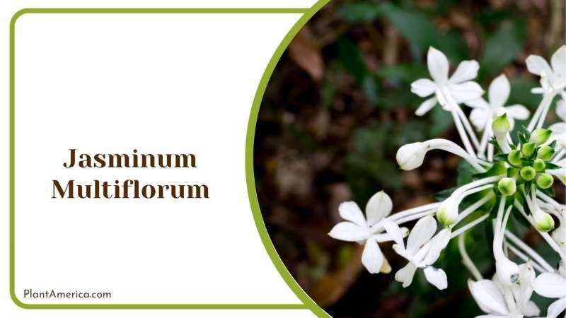 Tiny Jasminum Multiflorum Plant America