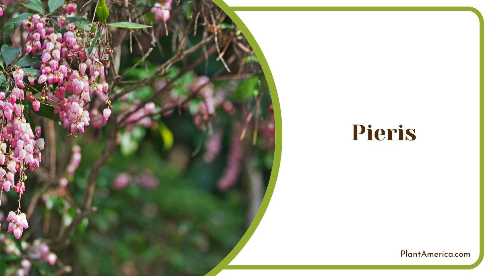 Tiny Pieris Pink Shrub Plant America