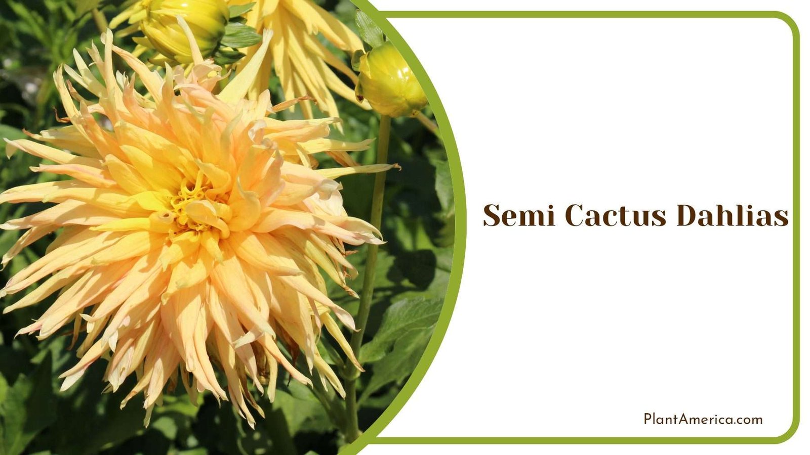 Tiny Semi Cactus Dahlias Flowers PlantAmerica