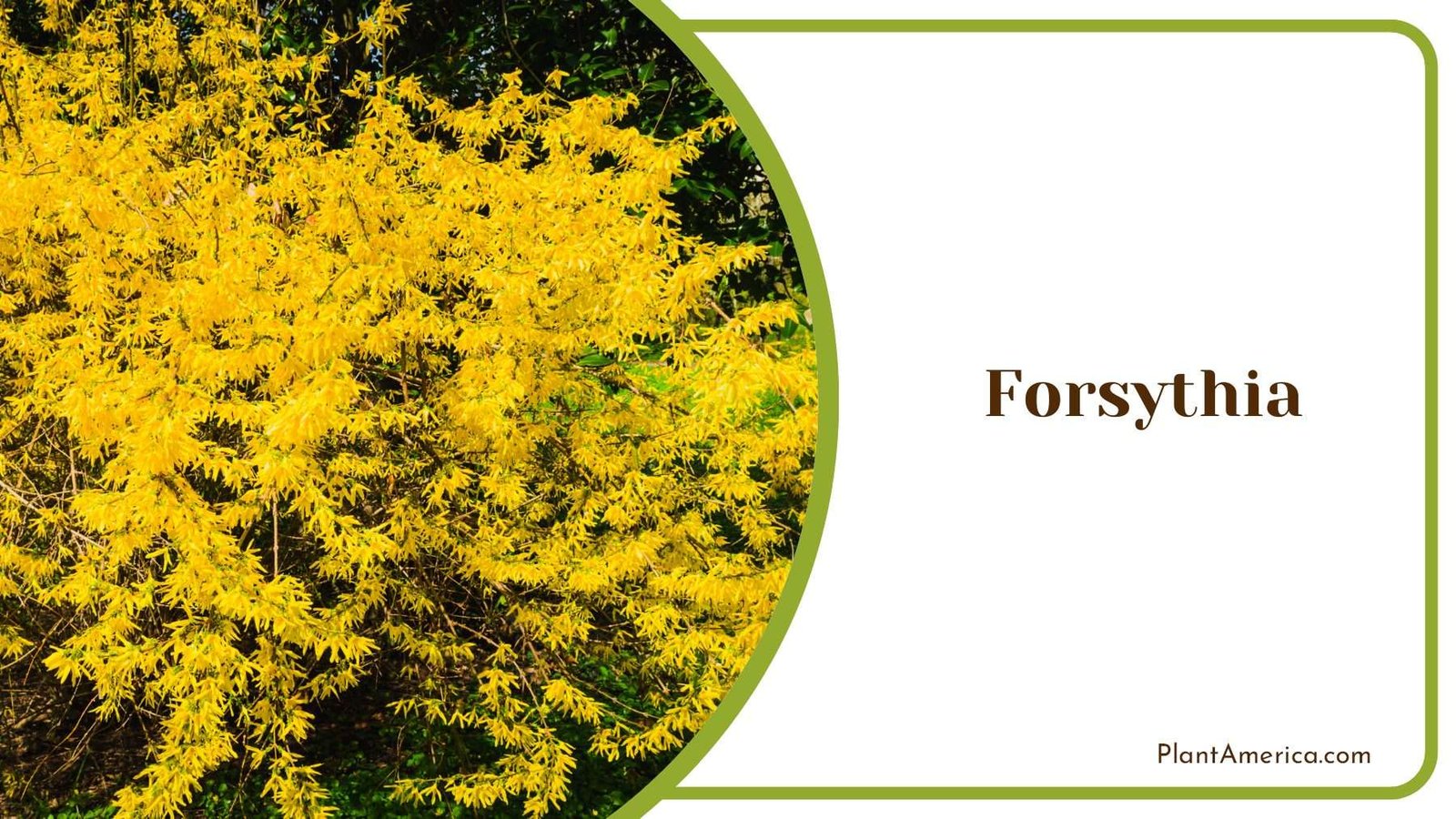 Tiny Yellow Forsythia Shrubs Plant America