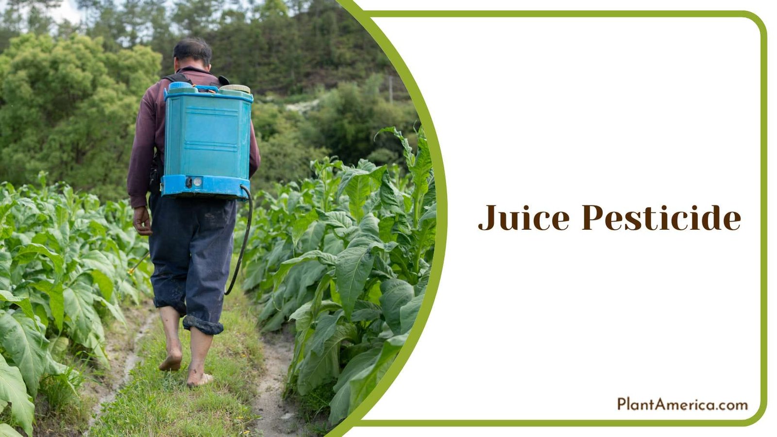 Tobacco Juice Pesticides Plant America