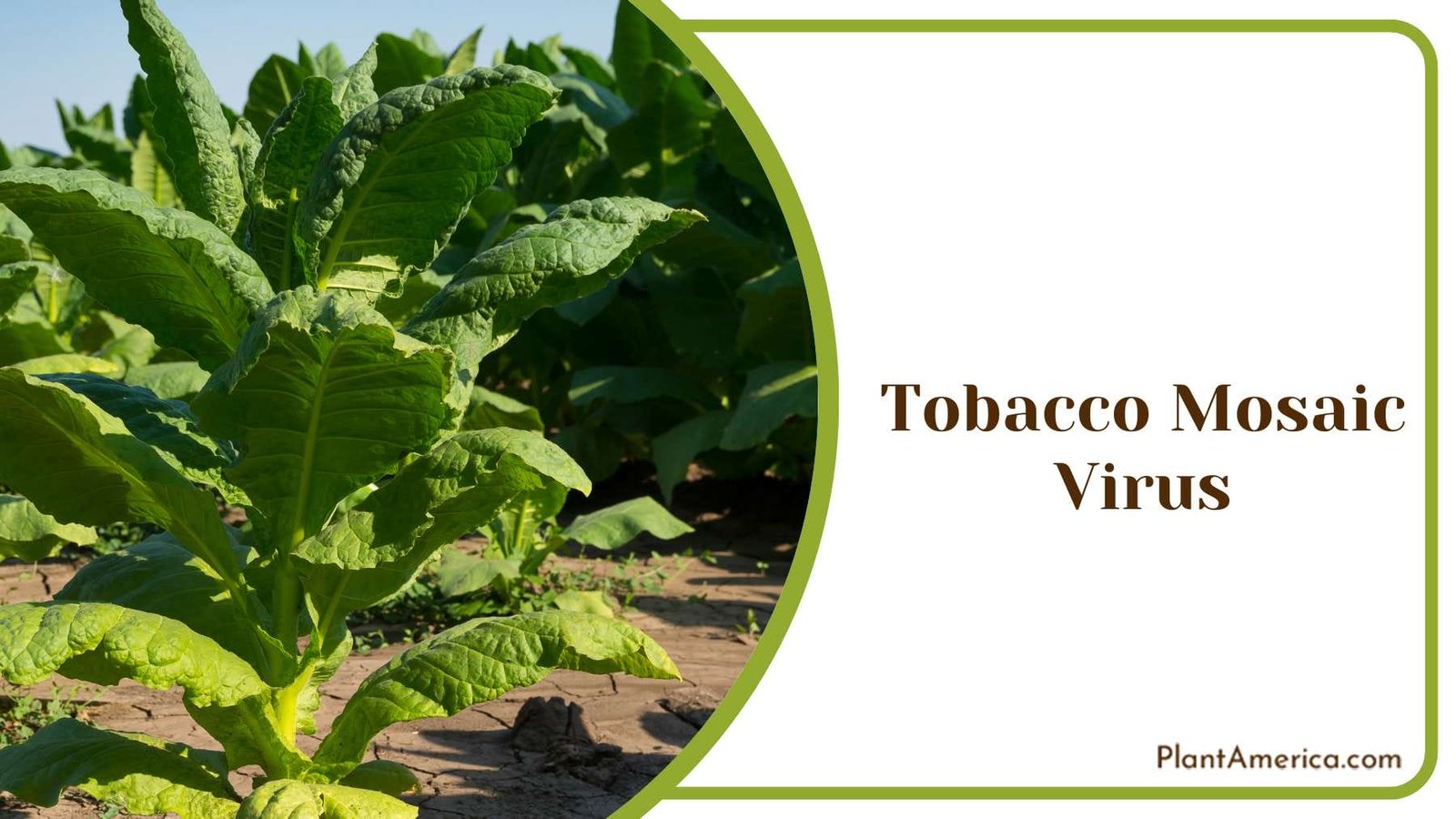 Tobacco Mosaic Virus Plant America