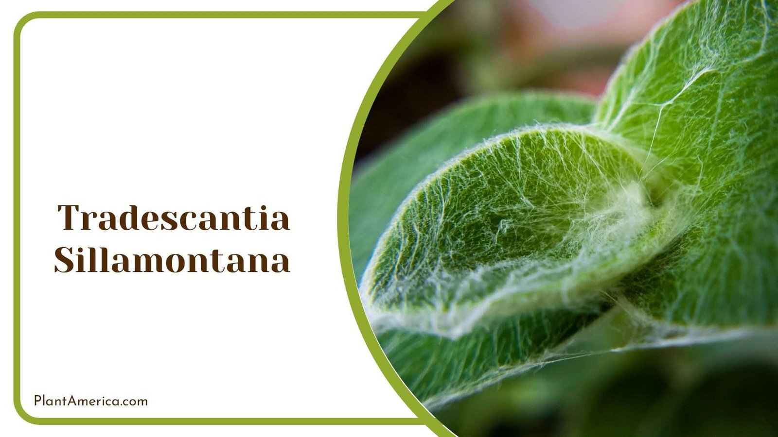 Tradescantia Sillamontana In Spider Web Plant America Tradescantia Sillamontana In Spider Web Plant America