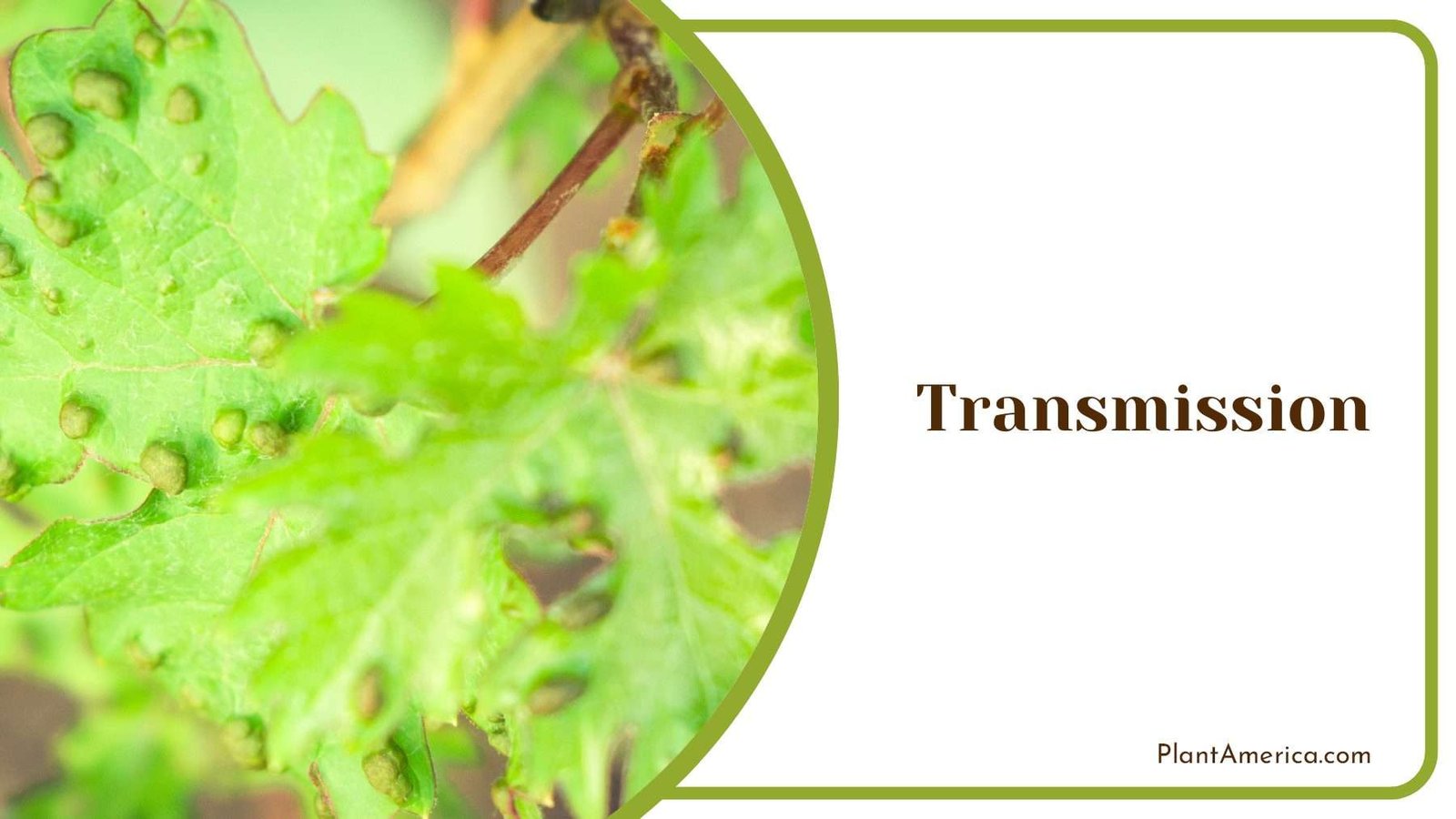Transmission of Plant Diseases Plant America