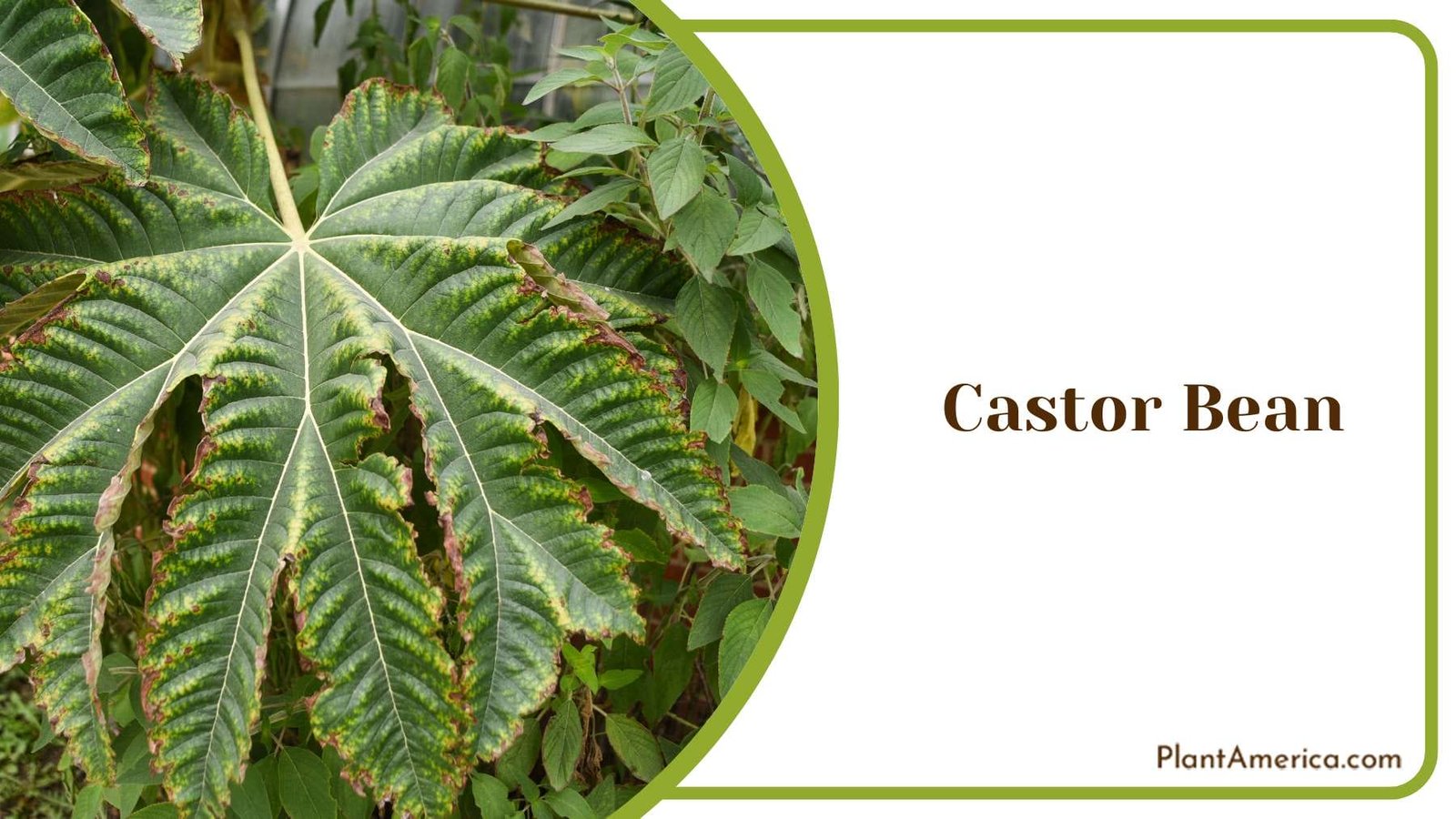 Tropical Feel of Castor Bean Leaves Plant America