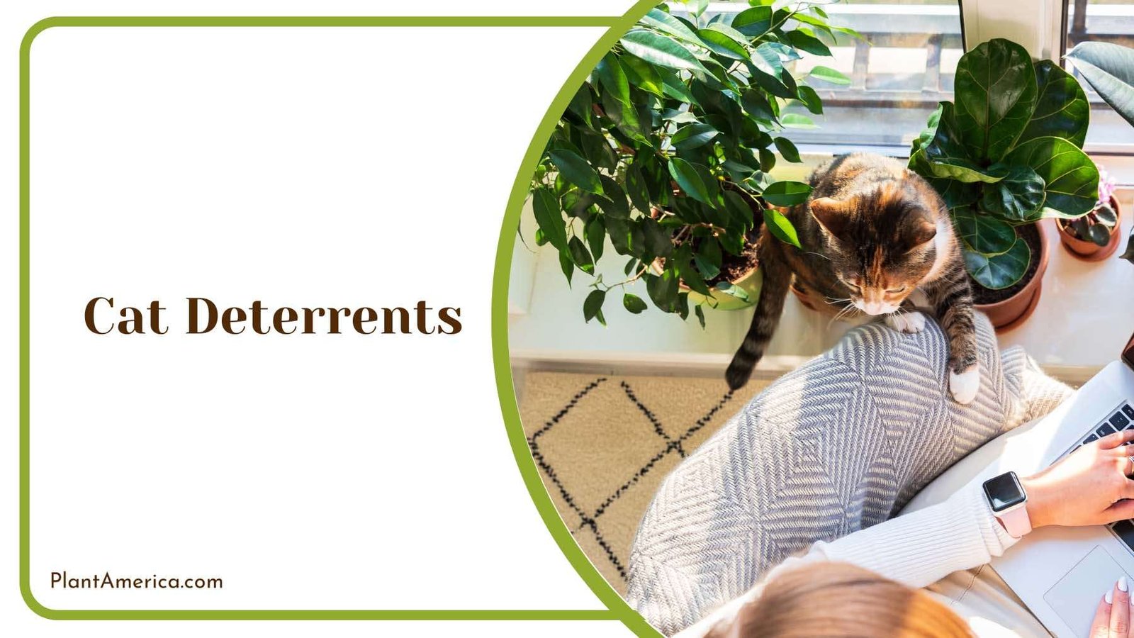 Using Cat Deterrents Plant America 1