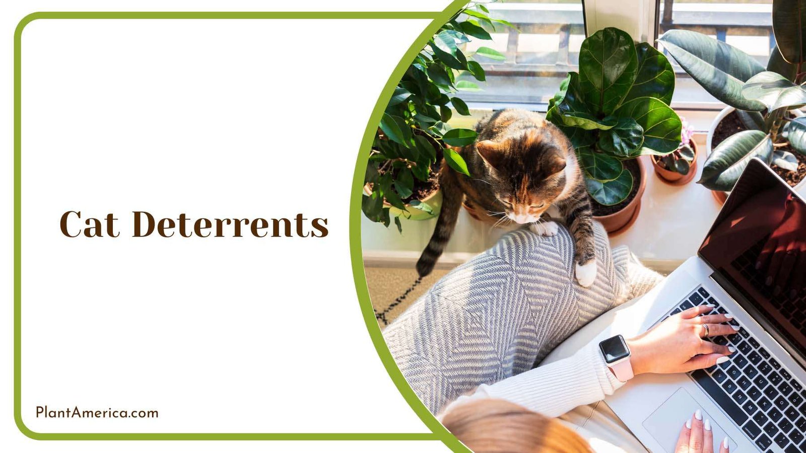 Using Cat Deterrents Plant America