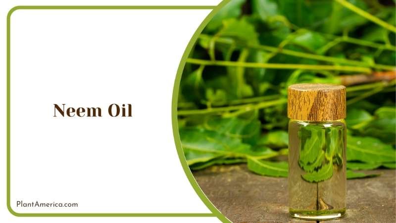Using Neem Oil on Pest Plant America