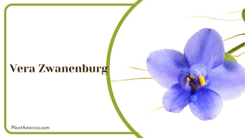 Vera Zwanenburg Flower Garden Delight Plant America
