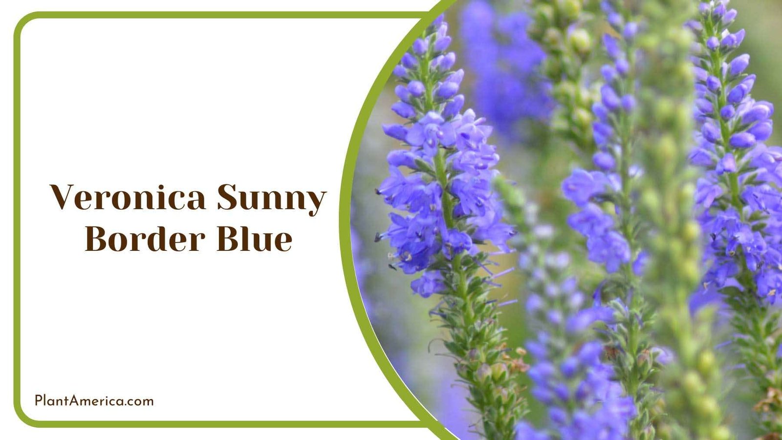 Veronica Sunny Border Blue Plant America