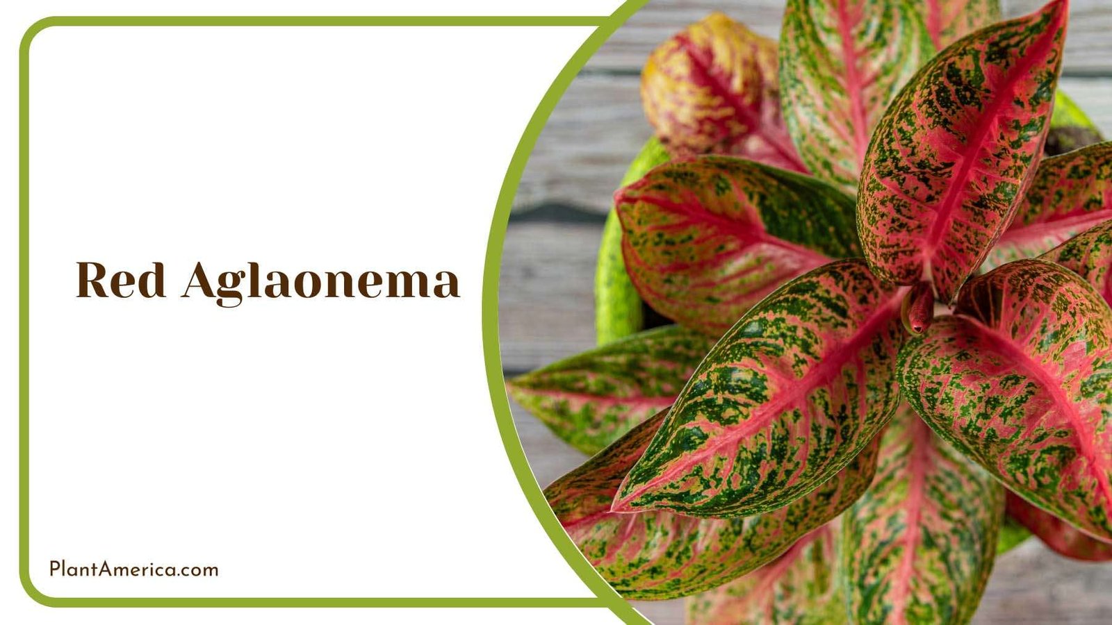 Vibrant Red Aglaonema Lush Green Decor Plant America