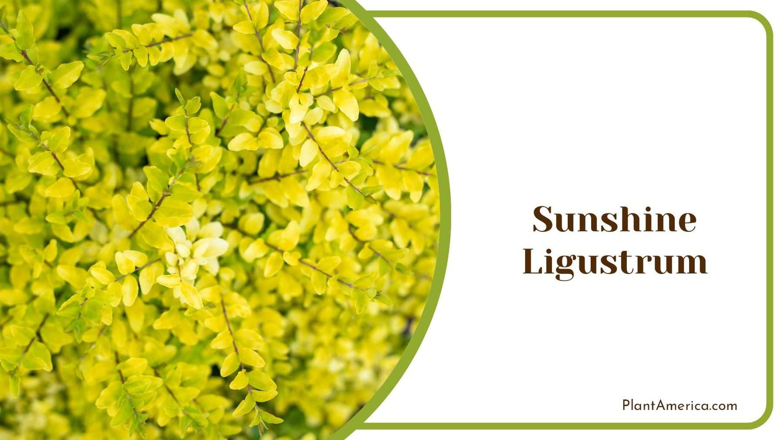 Vibrant Yellow of Sunshine Leaves PlantAmerica Vibrant Yellow of Sunshine Leaves PlantAmerica