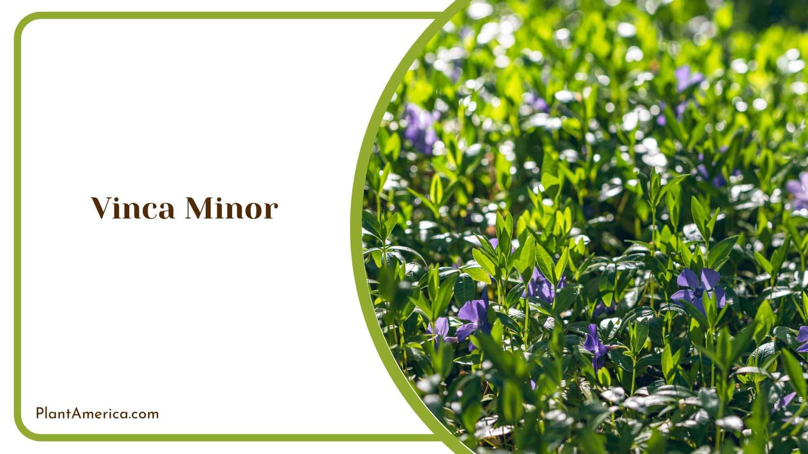 Vinca Minor Blooms Plant America