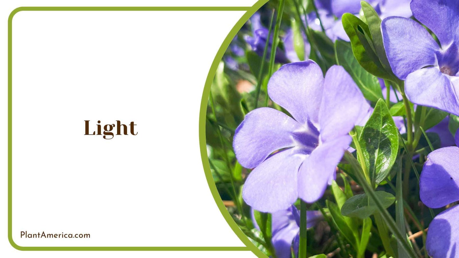 Vinca Minor Plant Plant America
