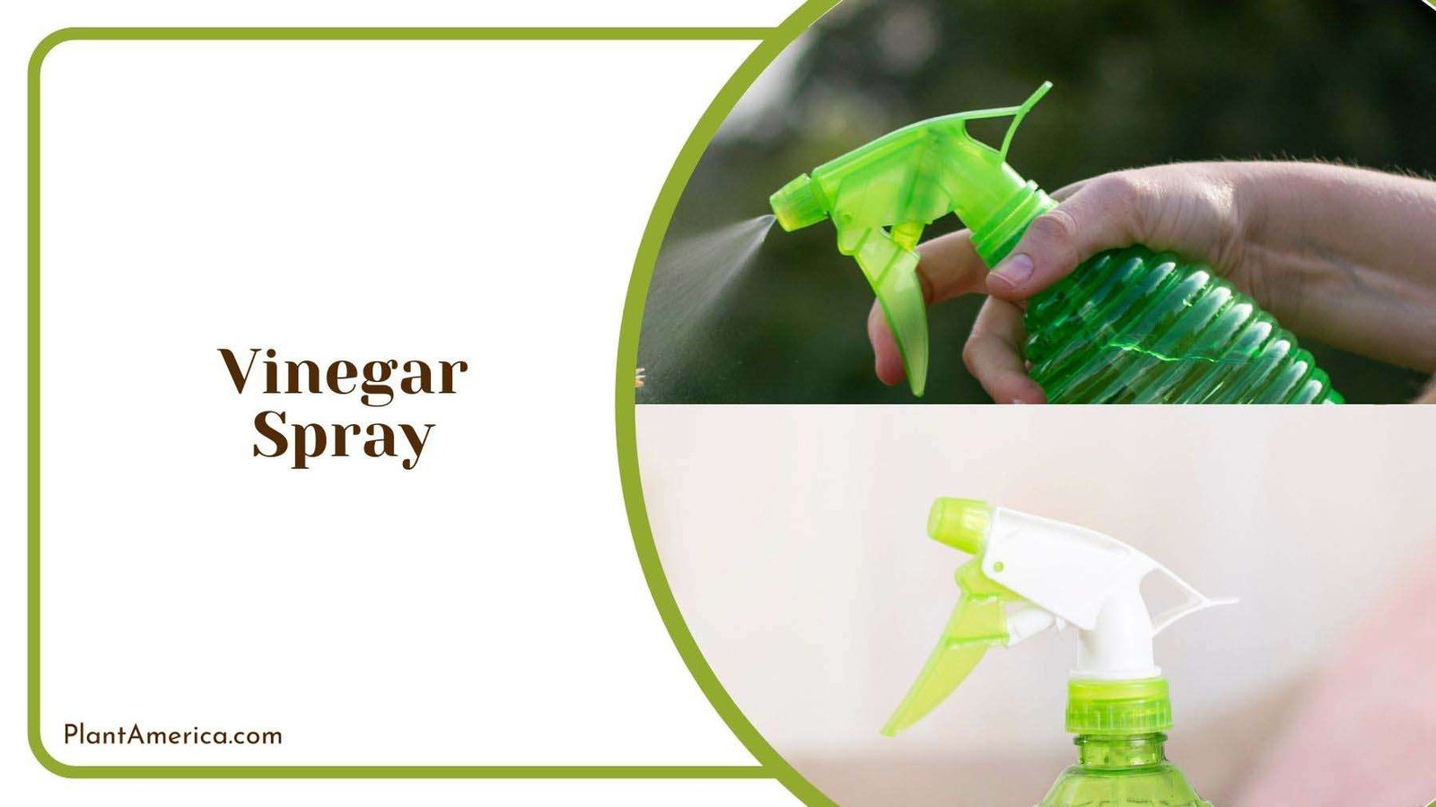 Vinegar Spray for Killing Mealybugs Plant America