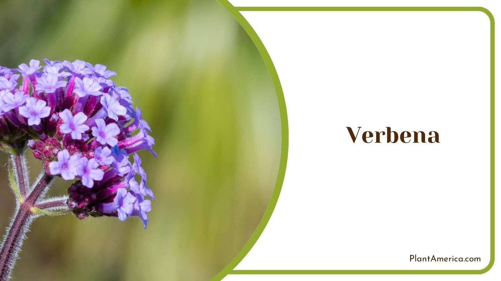 Violet Blue Verbena Plant America Violet Blue Verbena Plant America