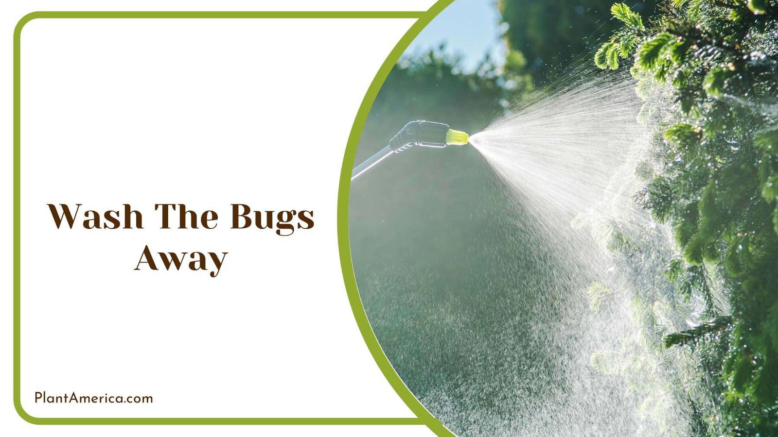 Washing The Bugs Away Plant America