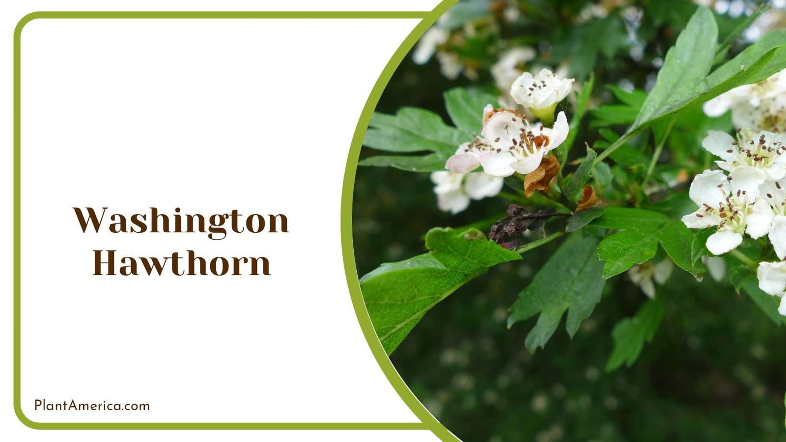 Washington Hawthorn White Flowers And Green Leaves Plant America