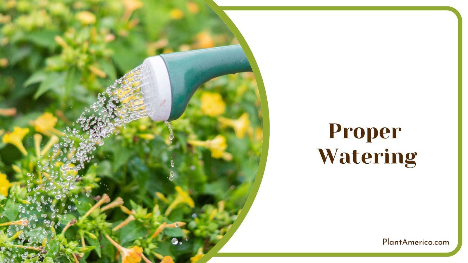 Watering Plants in Garden Plant America