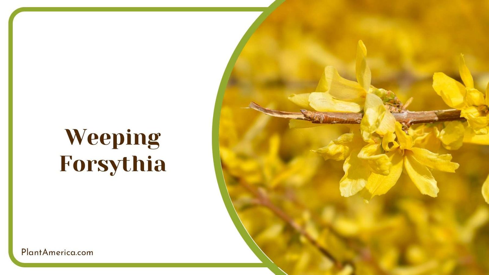 Weeping Forsythia A Cascade Of Spring Beauty In Your Garden Plant America Weeping Forsythia A Cascade Of Spring Beauty In Your Garden Plant America