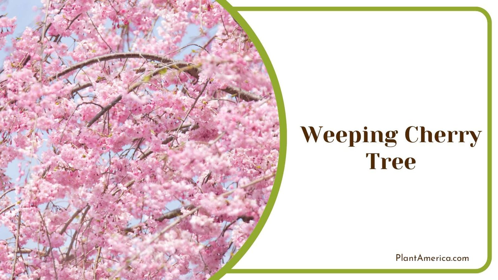 Weeping Pink Cherry Tree Plant America Weeping Pink Cherry Tree Plant America