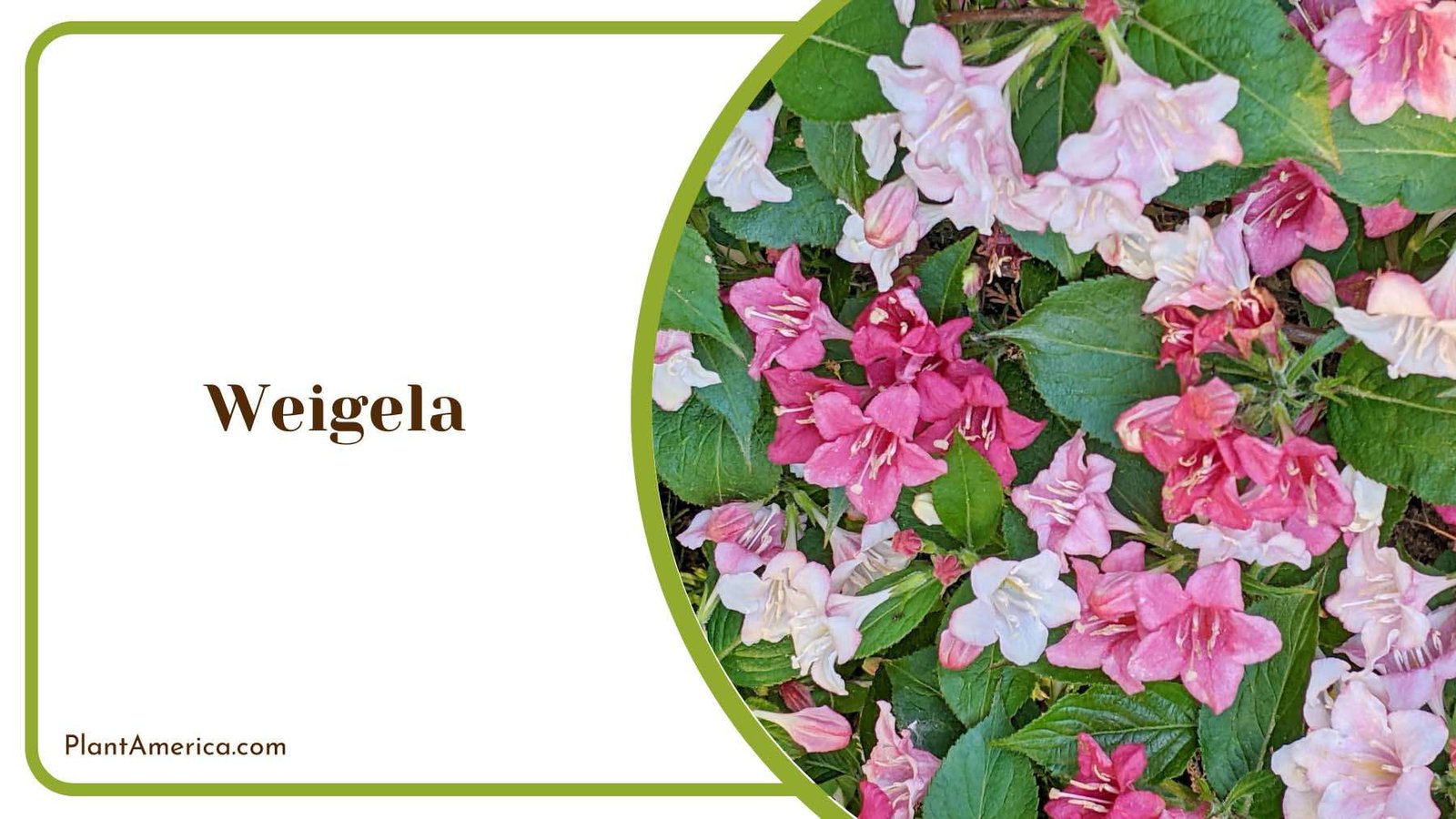 Weigela Early Summer Pink Blooms Plant America