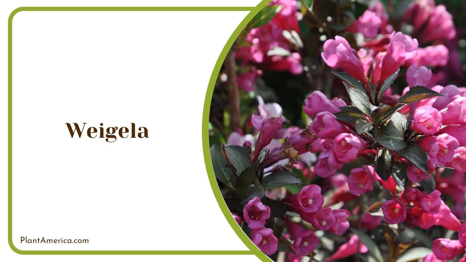 Weigela Shrubs Plant America