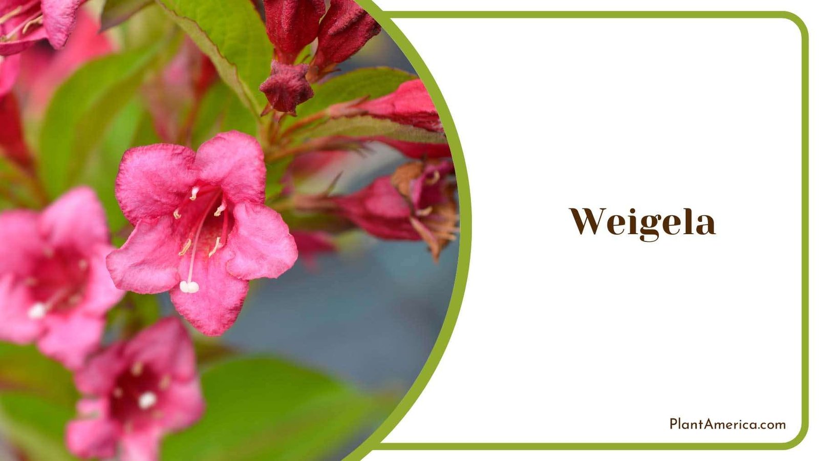 Weigela With Pink Blossoms Plant America Weigela With Pink Blossoms Plant America