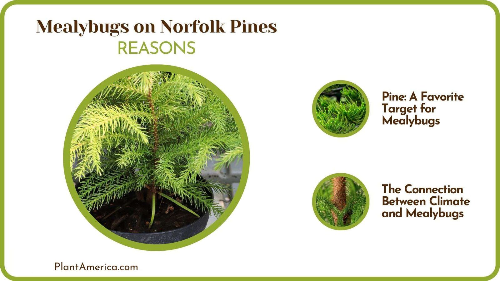 What Causes Mealybugs on Norfolk Pines PlantAmerica What Causes Mealybugs on Norfolk Pines PlantAmerica