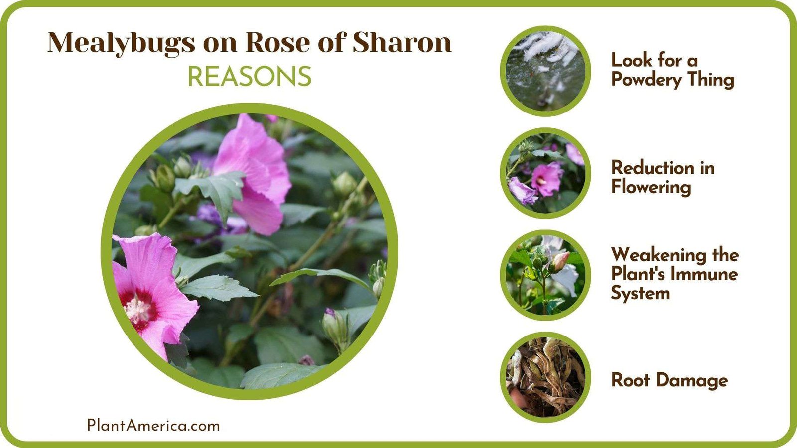 What Causes Mealybugs on Rose of Sharon Plant America What Causes Mealybugs on Rose of Sharon Plant America