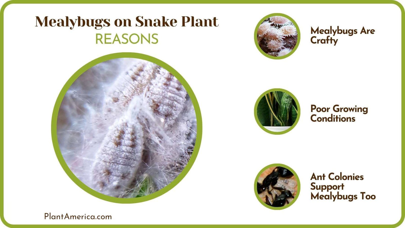 What Causes Mealybugs on Snake Plants PlantAmerica