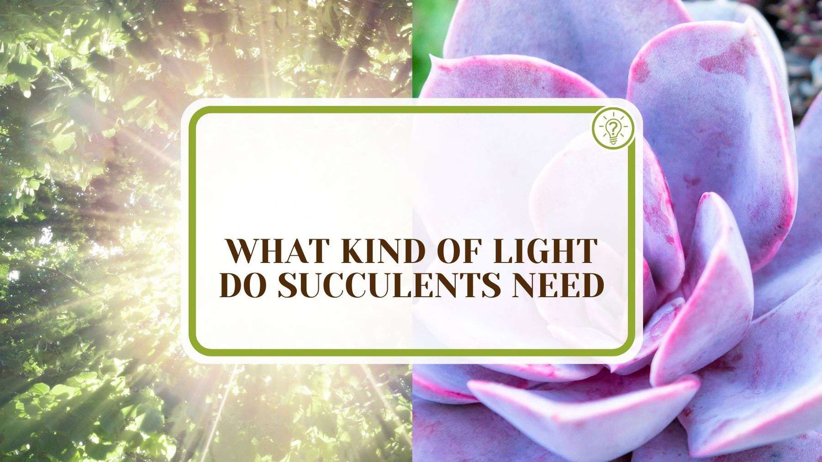 What Kind Of Light Do Succulents Need Plant America What Kind Of Light Do Succulents Need for Healthy Growth?