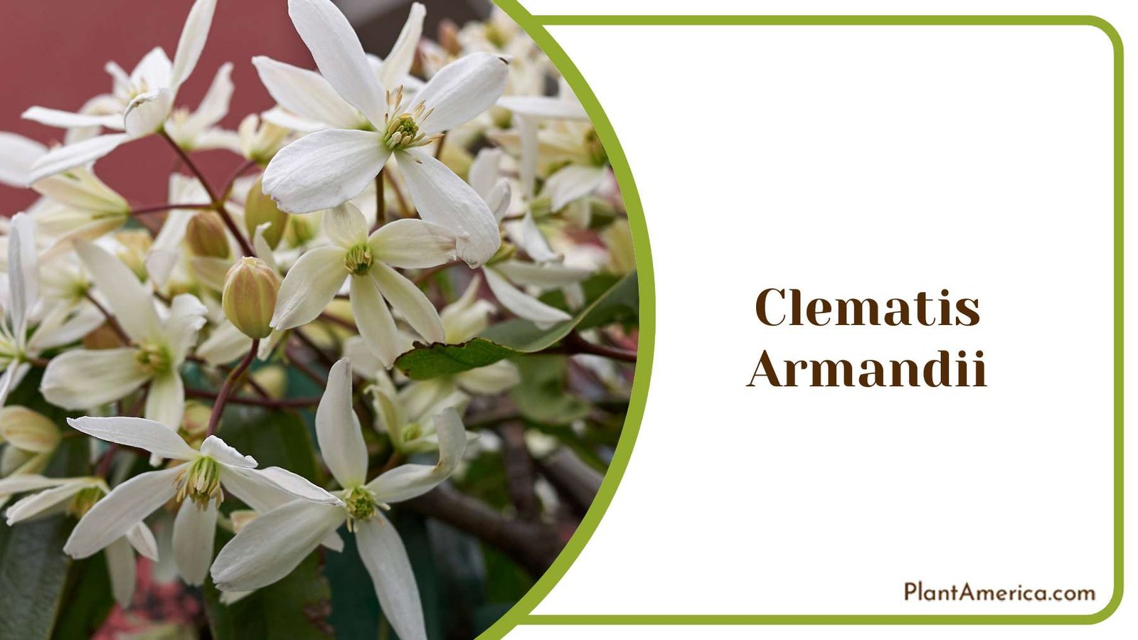 White Clematis Armandii Plant America