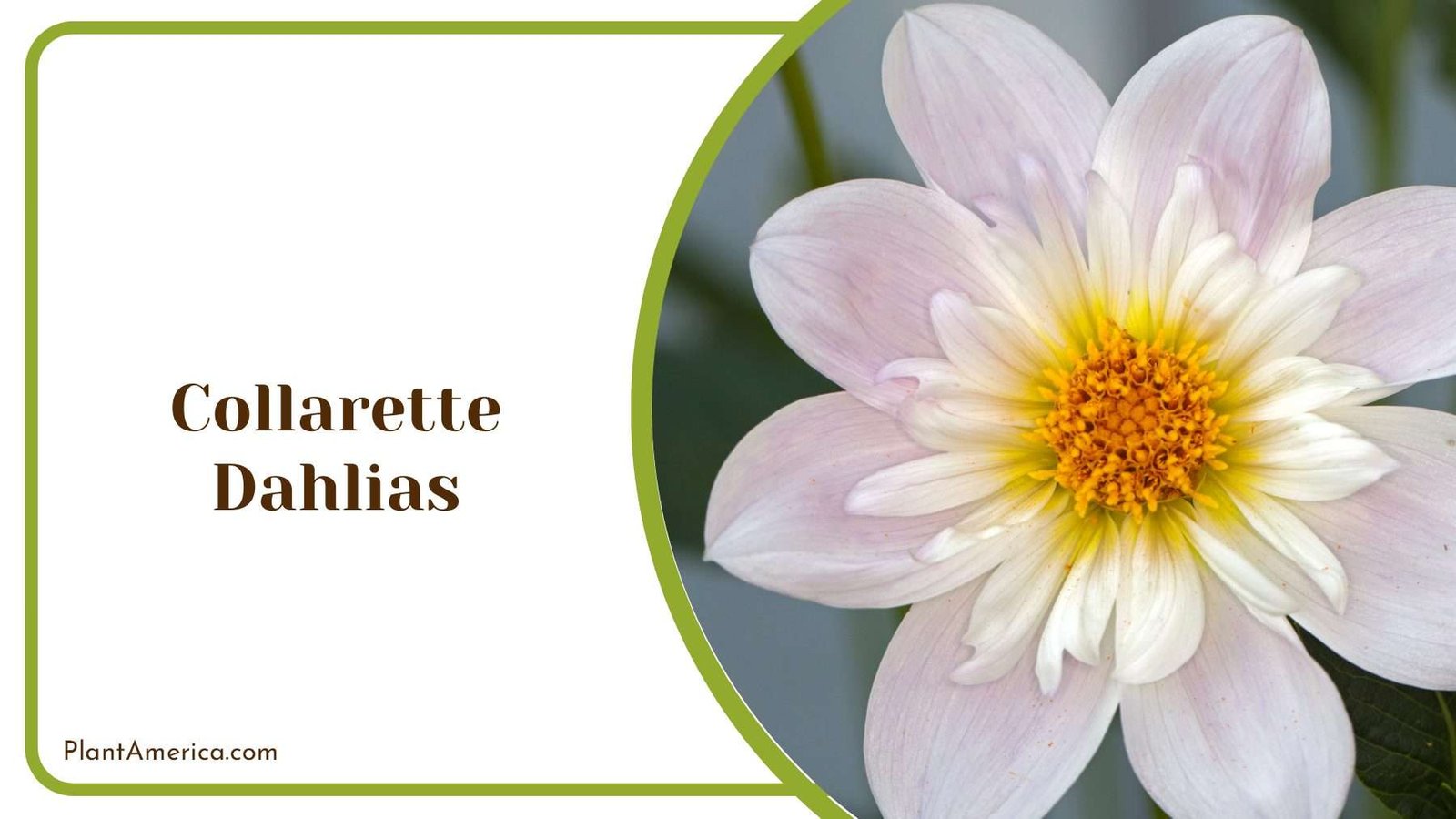 White Collarette Dahlias Flower PlantAmerica