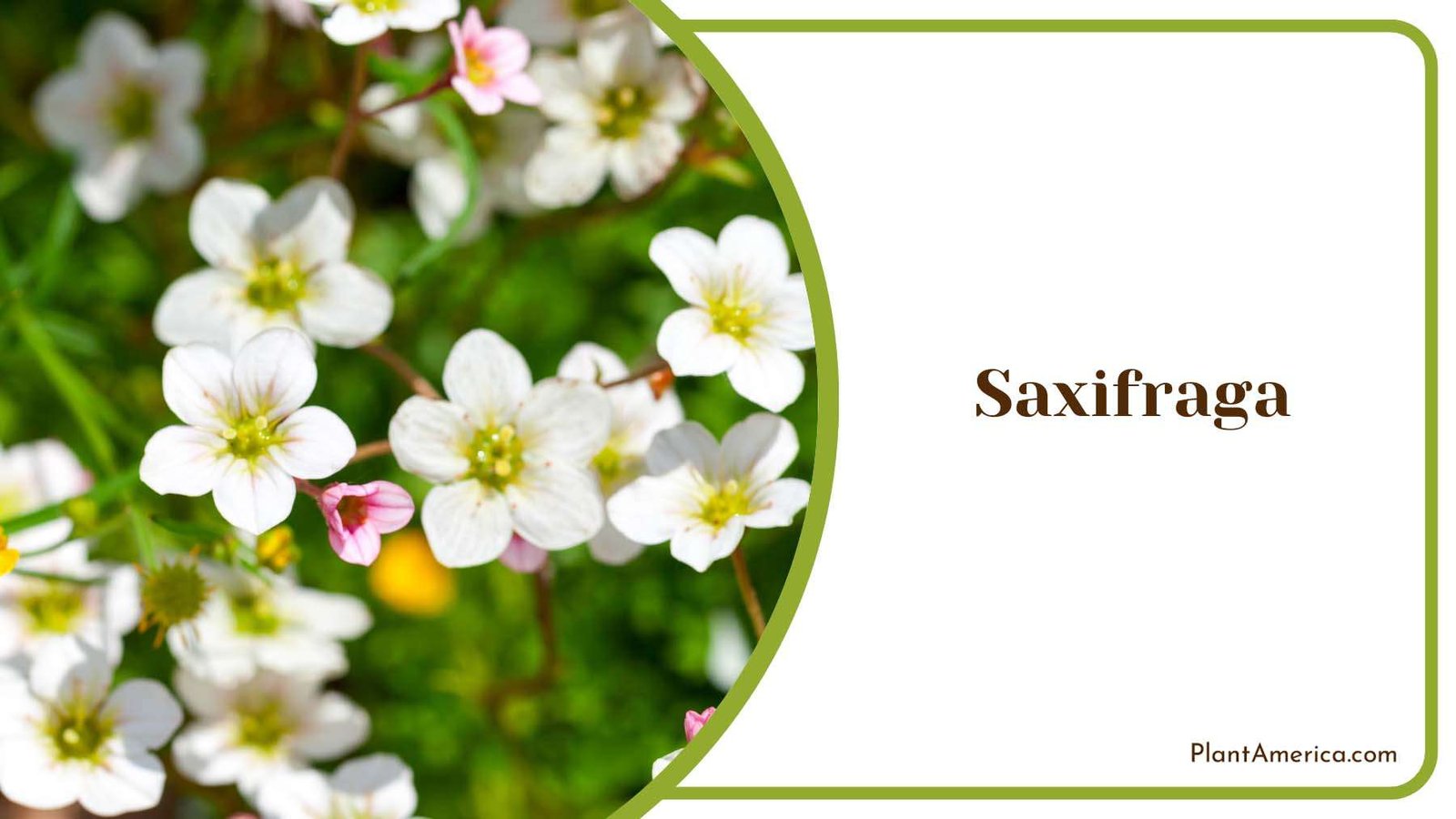 White Flower Saxifraga Plant America