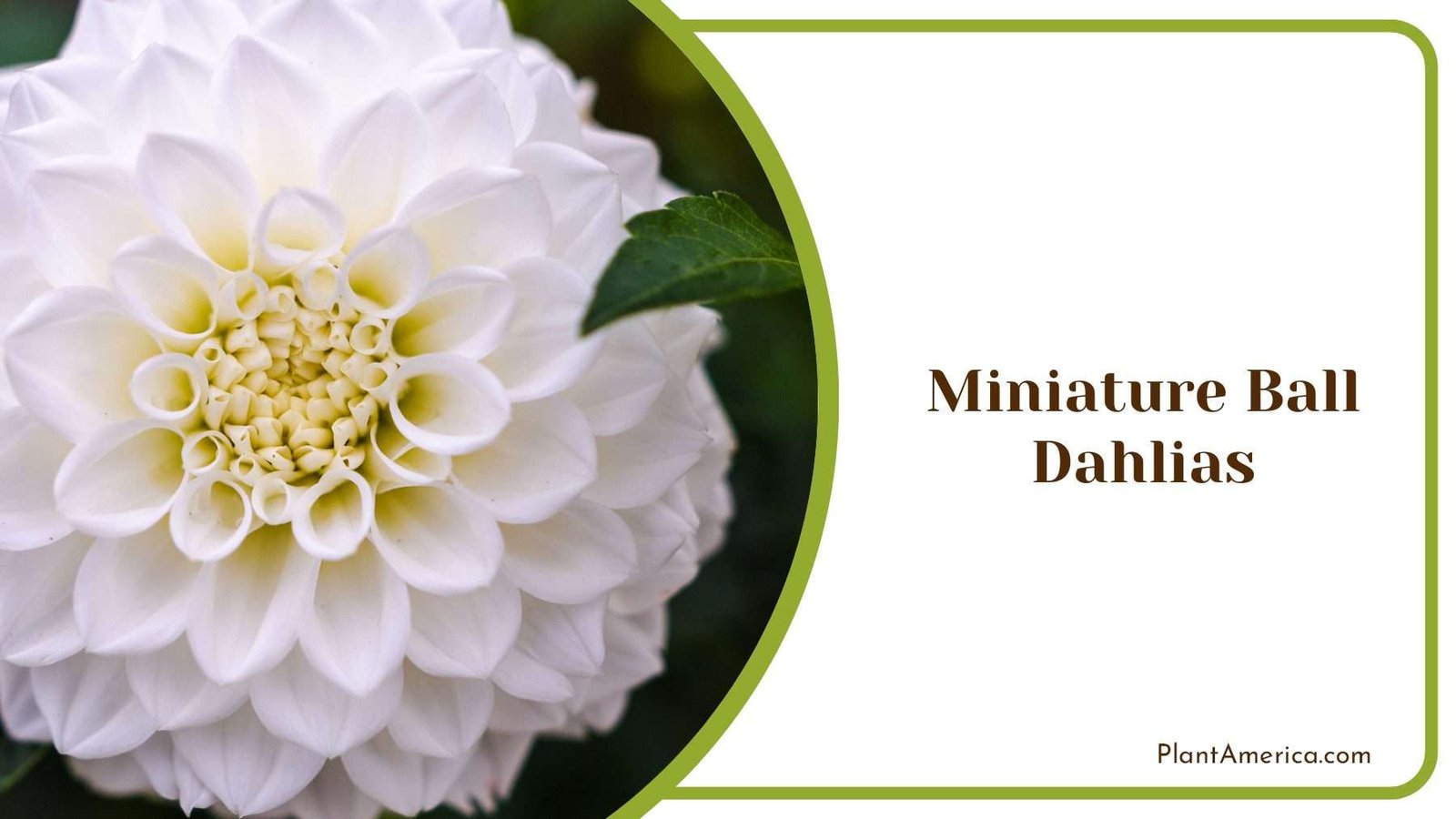 White Miniature Ball Dahlias PlantAmerica