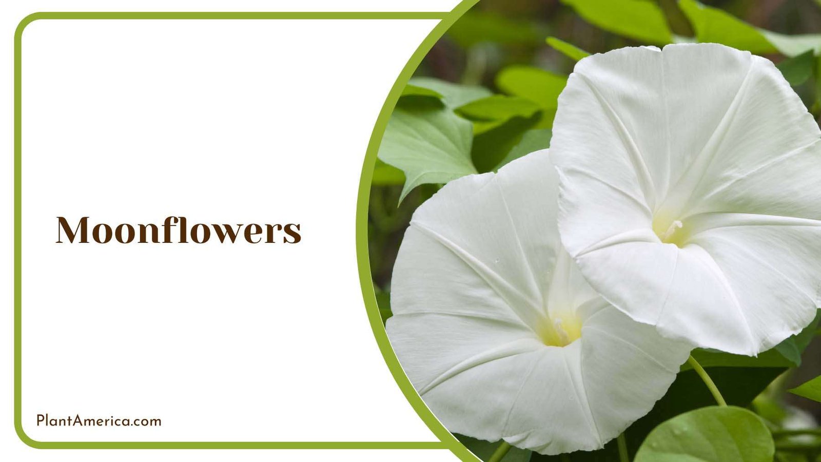 White Moonflowers Plant America