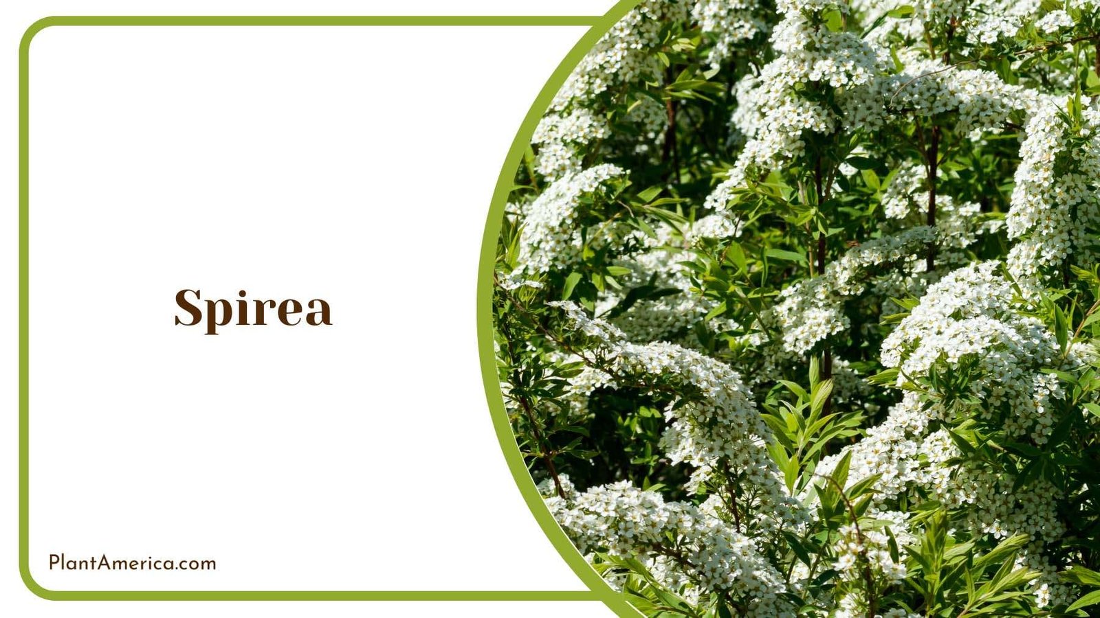 White Spirea Shrub Varieties Plant America White Spirea Shrub Varieties Plant America