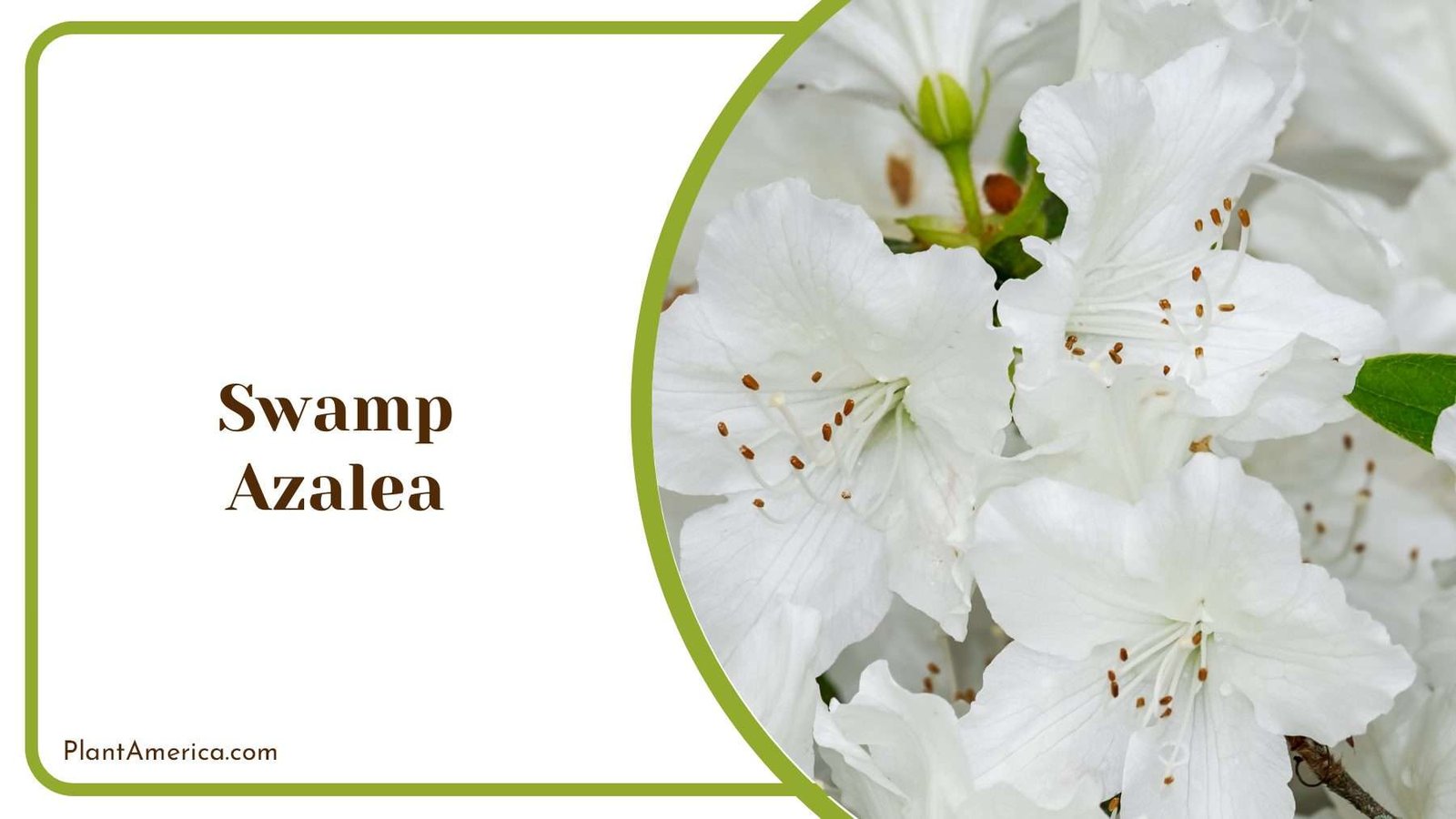 White Swamp Azalea Plant America 1