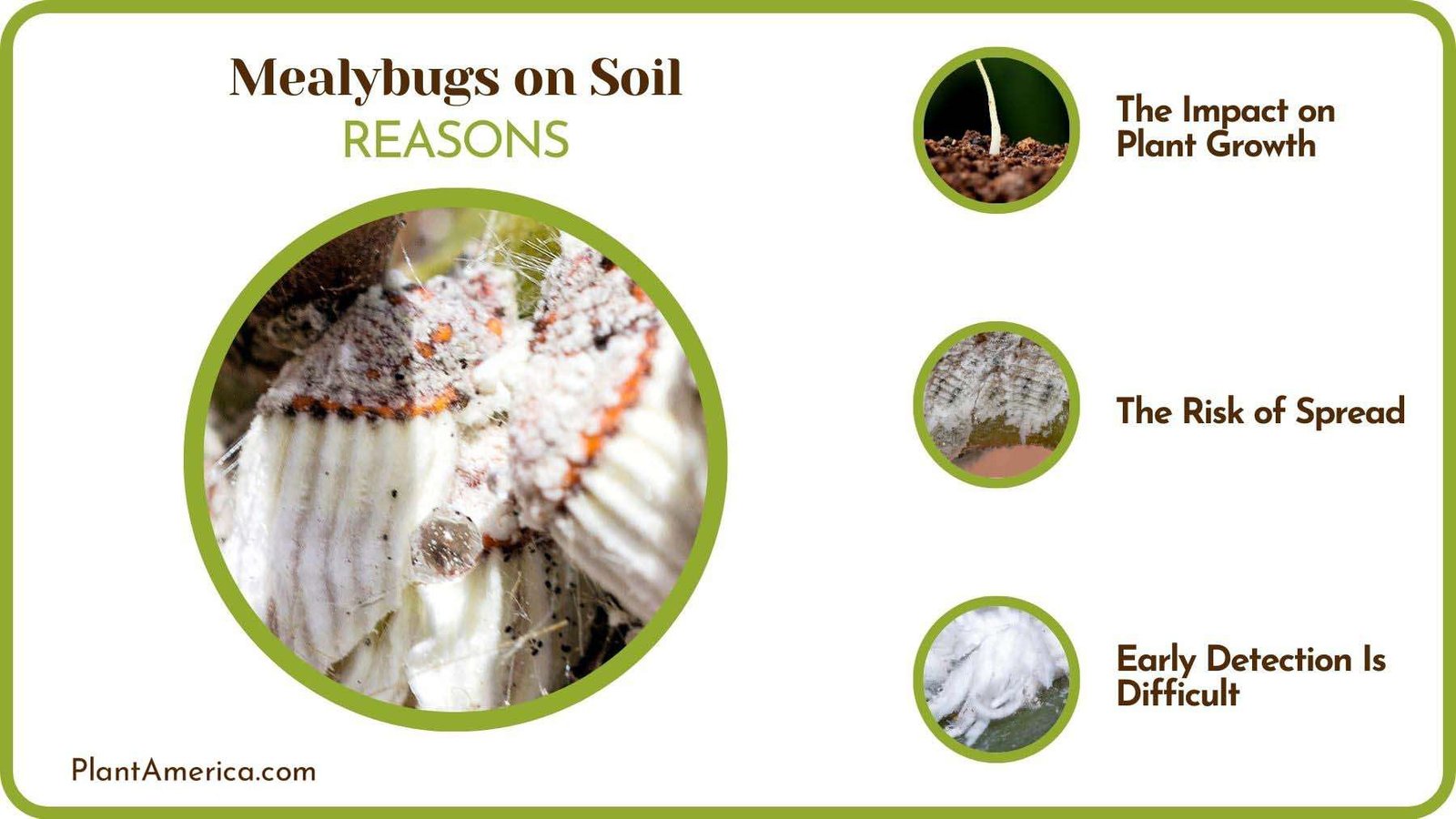 Why Are Mealybugs on Soil Plant America Why Are Mealybugs on Soil Plant America